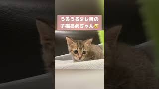 まだ猫じゃらしに反応の薄い保護猫のあめちゃん。この頃生後2ヶ月でまだキトンブルーのおめめ🥺 #shorts