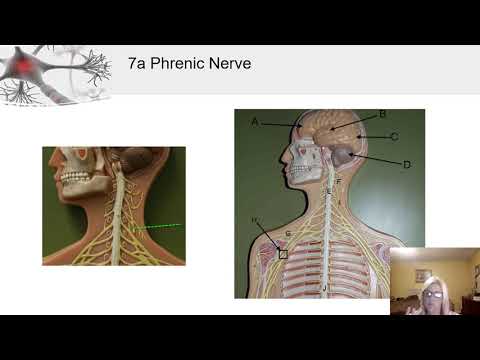 Nervous System Lab 1b - YouTube