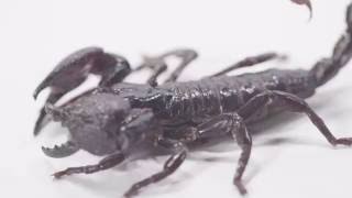 What you didn't know about scorpions!