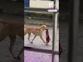 Perro ladrón fue ‘capturado’ en flagrancia  | Canal 1 #shorts