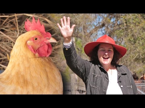 5 Deadly Mistakes To Avoid When Raising Chickens 5 Deadly Mistakes To Avoid When Raising Chickens