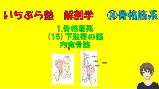 【いちぷら塾】解剖学　14骨格筋系　1 骨格筋　17下肢帯の筋　内寛骨筋（腸骨筋、大腰筋）