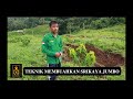 PEMBUAHAN SRIKAYA JUMBO DI LAHAN KIWARI FARM || TEKNIK MEMBUAHKAN