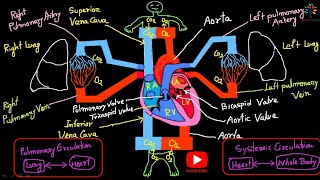Pulmonary circulation and Systemic circulation।। Cardiovascular system।। Medical Lab Tech.