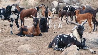 Ganjam Goats Documentary | Registered Goat Breed Of India.