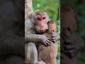A good mother and child who love each other. This is love.. awesome sight. fantastic video. macaque