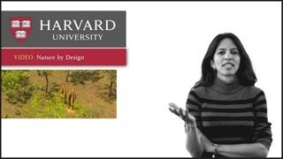 Nature by Design - Innovation at Harvard