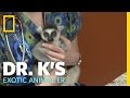 A Leaping Lemur | Dr. K's Exotic Animal ER