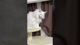 吾輩の大きなあくびである。Look at my meowbulous yawn!【メインクーンかりん Carin the Mainecoon】