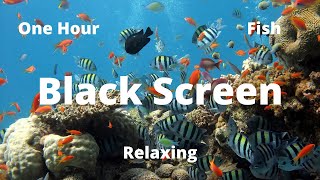 Black Screen Fish meditation Music - Relaxing - To Sleep - One Hour