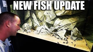 NEW FISH UPDATE