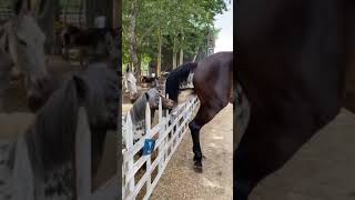 Best wild horses Mare revolutionizing young foals future stallions Horses 292