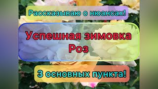 Успешная зимовка роз! Супер материал для укрытия! Рецепт обработки роз! Разговор о вредных советах!