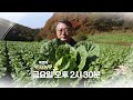 역전의부자농부 222회 예고 배추 농장 운영으로 연 매출 7억 원 강원 영월 이원선 부자농부