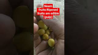 Neem fruits:Ripened fruits are edible (pulp)