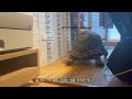 42 tortoise diary 로봇 청소기와 거북이가 만나면