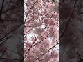 忙しいなってるけど桜始まる！　25日の動画🌸 shorts 京都 cheeryblossom