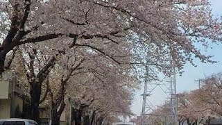 2017 4 5六実桜通り