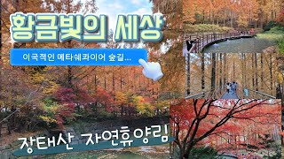 꼭 가봐야할 이국적인 여행지~ 장태산휴양림 메타쉐콰이어 숲(드론영상)