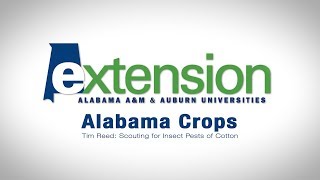 Tim Reed - Scouting for Insect Pests in Cotton