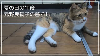 お尻に冷風でご満悦の表情の娘猫