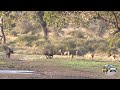 Six Male Lions Attack Buffalo Just Because They Can