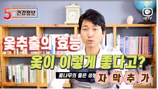 옻나무 효능과 먹는 방법- 옻 추출물 이 좋은 이유/ 방태환원장의 건강정보