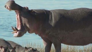 Hippo Roar and Fart