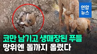 코만 남기고 산채로 땅속에 …제주서 또 동물학대 / 연합뉴스 (Yonhapnews)