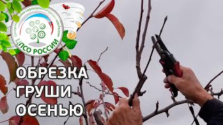 ОБРЕЗКА ГРУШИ ОСЕНЬЮ. КАК ПРАВИЛЬНО ОБРЕЗАТЬ ГРУШУ.