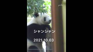 2021年10月3日のシャンシャン　#香香 #シャンシャン #上野動物園