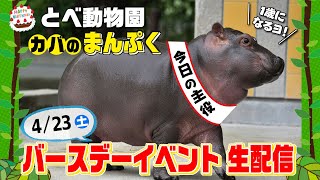 【アーカイブ】4/23(土)とべ動物園カバのまんぷく1歳バースデーイベント生配信🎁