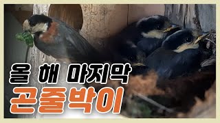 열 다섯집의 산새가 모두 출타했습니다