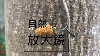 可以代表香菜的昆蟲  椿象椿象為什麼你的屁那麼臭？we meet the stink bug(Pantatomidae) 臭屁蟲 入菜