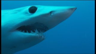 Worst Shark Attacks Covered Non Big 3