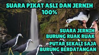 SUARA PIKAT BURUNG RUAK RUAK atau TRUWOK JANTAN PALING AMPUH 2025 #22