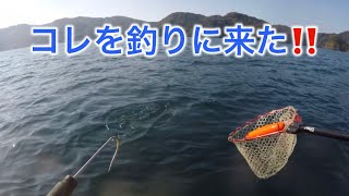 【2馬力ボート釣り】青物祭りの日本海若狭湾タイラバ＆ジギング釣行🎣『シラスナブラ攻略 ! ?』