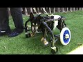 1540　ルーク君　ミニチュアピンシャー犬の車椅子　4足浮かせる