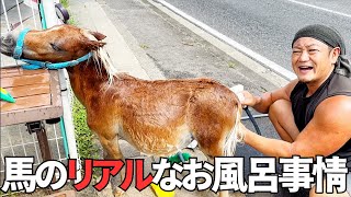 【解説】馬をシャンプー！リンちゃんを洗いながら馬のお風呂事情を暴露