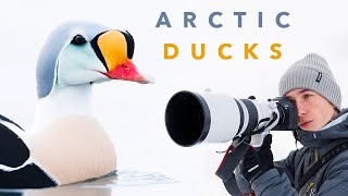 I Spent 28 Hours in a Floating Hide to Photograph Ducks in the Arctic