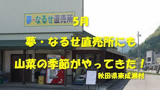 夢・なるせ直売所も山菜の季節（5/13）