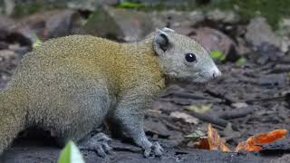 Gray-bellied Squirrel, Callosciurus caniceps, Kaeng Krachan, Thailand, 27 Nov 2023 (2/7)