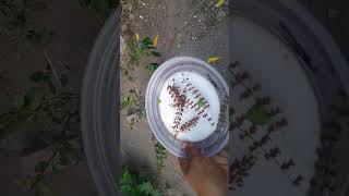 என்னுடைய அழகிய தோட்டத்து வேலை😍#plant #garden #tips #growth #yt #youtube #viral #video #tamil #shorts