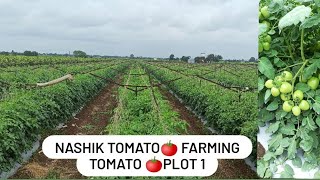 Nashik tomato🍅 farming plot no 1