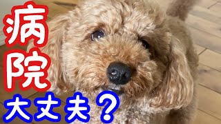 そぼろ急遽病院へ…。大丈夫か？【トイプードルそぼろ＆ニコ】