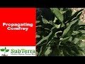 How to Propagate Comfrey from Root Cuttings