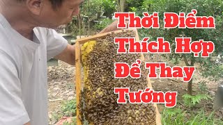 Xuất Hiện Ong Đực! Chuẩn Bị Ấu Trùng  Để Thay Tướng