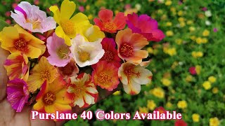 Purslane 40 colors - Portulaca 30 colors for sale online - Pathumani - Whatsapp : 9445450701