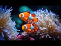 BEAUTIFUL CORAL REEF AQUARIUM COLLECTION • BEST RELAXING MUSIC • MUSIC FOR SLEEP