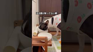 おはよう！メルの朝ごはん #bostonterrier #ボストンテリア   #ボステリ